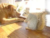 Suzanna and the squirrel